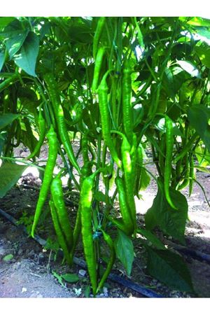 Belkız F1 Biber Tohumu