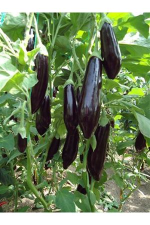 Necef F1  Patlıcan Tohum