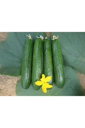 Deste F1 Hıyar Tohumu