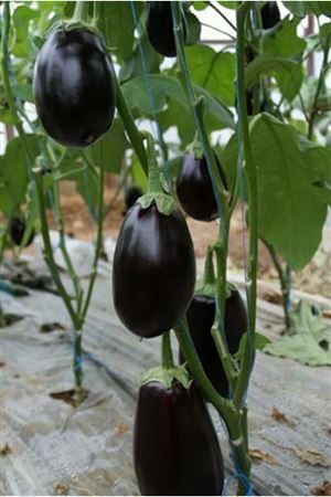 Amadeo Patlıcan Tohumu