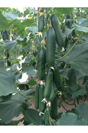 Özde F1 Hıyar Tohumu