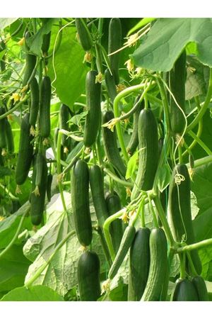 Dinamik F1 Hıyar Tohumu