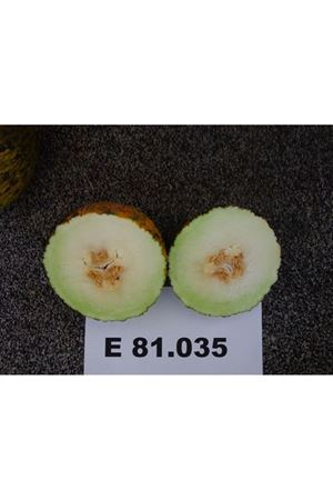 Payam F1 Kavun Tohumu