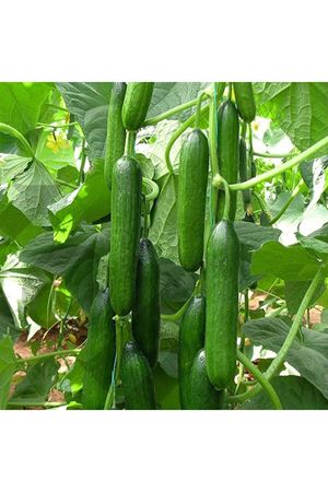 Cevher F1 Hıyar Tohumu