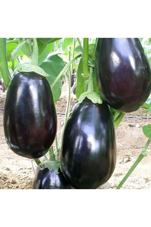 Karagül F1 Patlıcan Tohumu