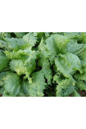 Botiola Marul Tohumu