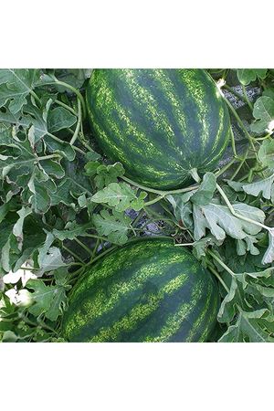 Toraman F1 Karpuz Tohumu