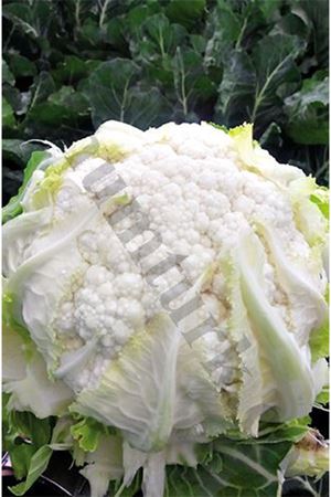 Telde F1 Geçci Karnıbahar Tohumu