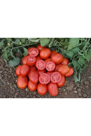 Heinz 4007  Domates Tohumu