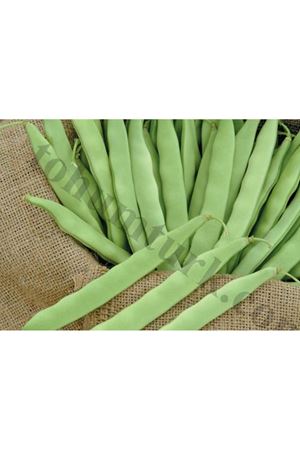 Gina Fasülye Tohumu , Ambalaj : 1 Kg ,2 Kg