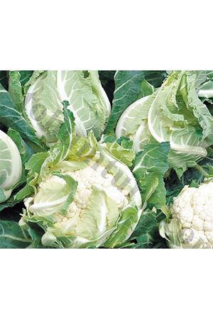 Adona F1 Erkenci Karnıbahar Tohumu