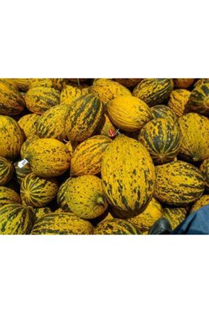 Ez 9016 Kavun Tohumu