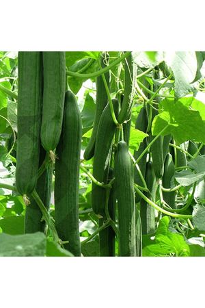 Civan F1 Hıyar Tohumu