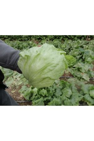 Pedrola Marul Tohumu