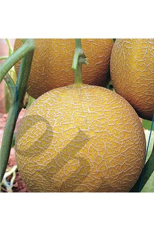 Gediz F1 Kavun Tohumu