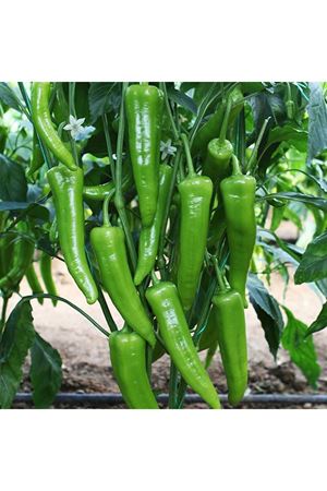 Samuray F1 Biber Tohumu