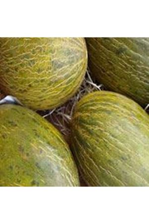 Sancho F1 Kavun Tohumu