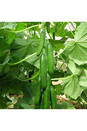 Dörtel F1 Hıyar Tohumu