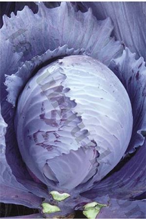 Caballero F1 Kırmızı Lahana Tohumu