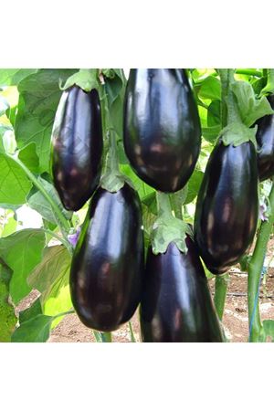 Y 73 - 70 F1 Patlıcan Tohumu