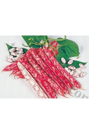 Elinda Barbunya Tohumu