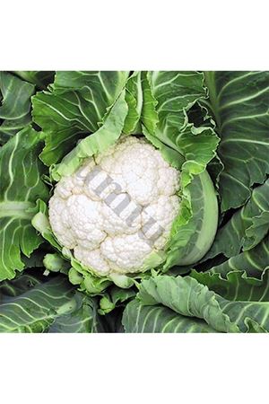 Cartegene F1 Geçci Karnabahar Tohumu