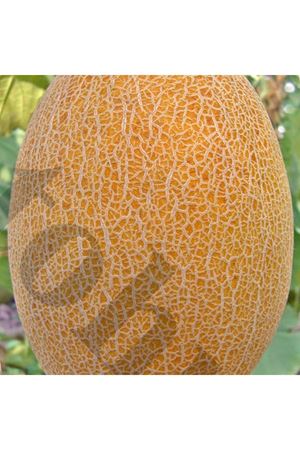 Medetli F1 Kavun Tohumu