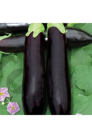 Sülün F1 Patlıcan Tohumu