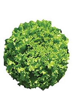 Davidole ( Ls 12716 ) Kıvırcık Marul Tohumu