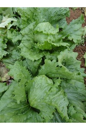 Diegola Marul Tohumu