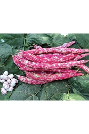 Casa Barbunya Tohumu