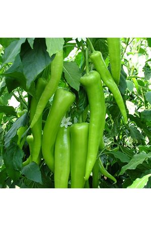 Seki F1 Biber Tohumu