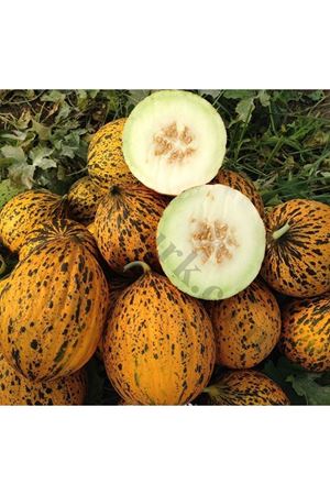 Anka F1 Kavun Tohumu