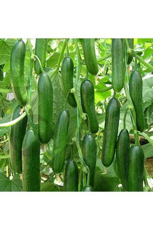 Zirve F1 Hıyar Tohumu