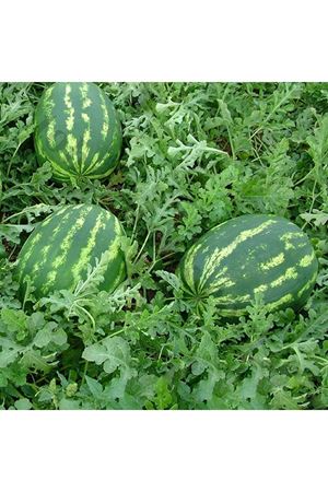 Ceyhan F1 Karpuz Tohumu