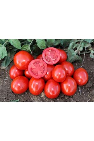 Heinz 5003 Domates Tohumu