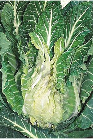 Seth F1 Geçci Karnabahar Tohumu