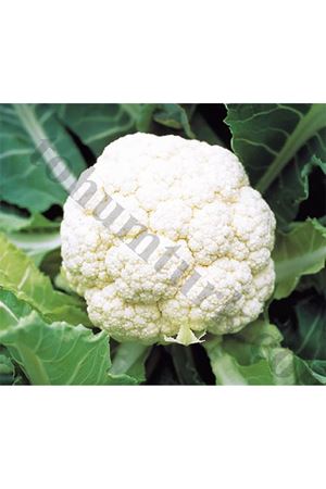 Flamenco F1 Erkenci Karnabahar Tohumu