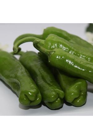 Dilek F1 Biber Tohumu