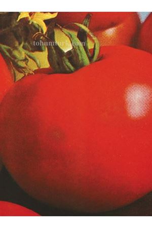 Sc 2121 Oturak Domates Tohumu