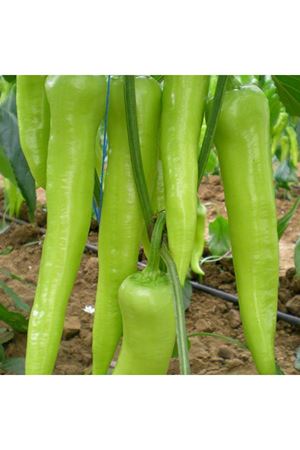 Abide F1 Biber Tohumu