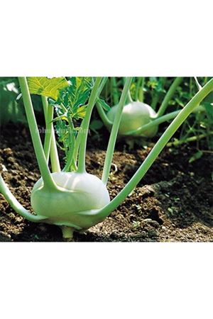 Korist F1 Beyaz Alabaş Tohumu