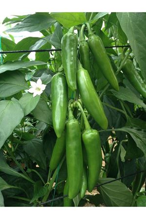 Barut F1 Biber Tohumu