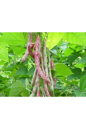 Concetta Barbunya Tohumu