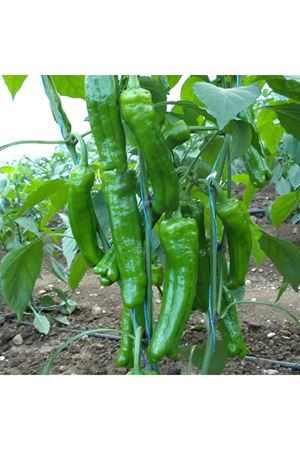 Üçburun F1 Biber Tohumu