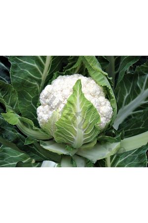 Pierrot F1 Geçci Karnıbahar Tohumu