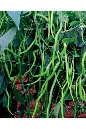 Uslu F1 Tatlı Kıl Biber Tohumu