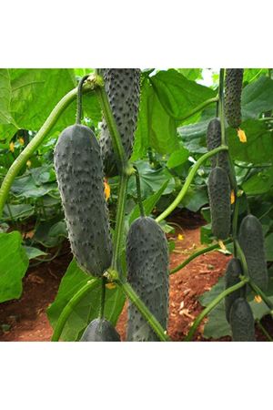 Botanik F1 Hıyar Tohumu