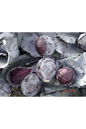 Rendero F1 Kırmızı Lahana Tohumu