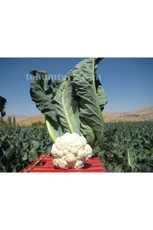 Bahara F1 Erkenci Karnabahar Tohumu